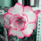 Adenium White Petals Rose Red Edge Flowers Bonsai Desert Rose Seeds 2Pcs Fresh Garden