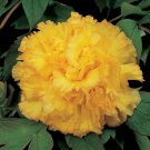 Peony Goden Years Gold Flowers Seeds 5Pcs Heirloom Big Fragrant Double Flowers Fresh Garden