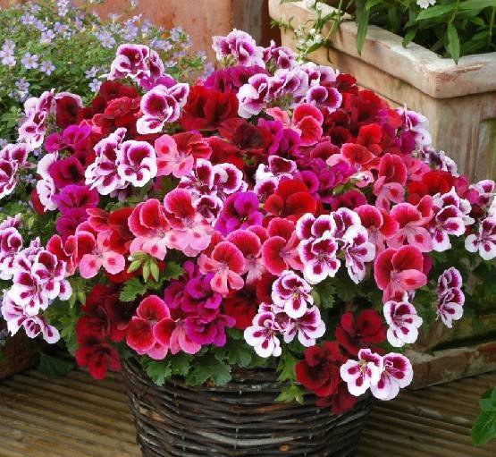 Geranium Mixed Dark Red Petals Pink Edege Flowers Deep Red And White Semidouble Flowers 10 Seeds Fre