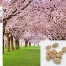 10 Pieces Sakura Seeds Diy Home Bonsai Flower Seed Japanese Oriental Cherry Seed Fresh Garden