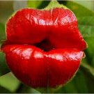 100Pcs Rare Sexy Red Lip Flower Seeds Rare Seed Fresh Garden