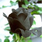 400 Seeds Pack Black Rose Shrub Perennial Flower Seeds Fresh Garden