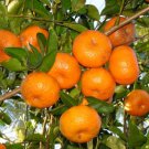 Tangerine Seeds Sweet Citrus Tangerina Seeds Live Seed 20 Seeds Fresh Garden