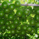 Siraitia Grosvenorii Luo Han Guo Seeds 10 Seeds Herbal Monk Fruit Fresh Garden
