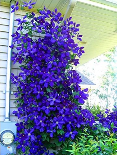 100Pcs Bag Blue Clematis Seeds Fresh Garden