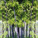 Rare Purple Giant Bamboo 30 Seeds Fresh Garden