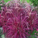 Pennisetum Setaceum Fireworks Fountain Grass 50 Seeds Fresh Garden