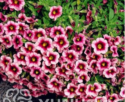 100Pcs Mini Calibrchoa Million Bells Petunia Seeds Pink Dark Rose Red Bi Color Flowers Fresh Garden