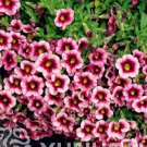100Pcs Mini Calibrchoa Million Bells Petunia Seeds Pink Dark Rose Red Bi Color Flowers Fresh Garden