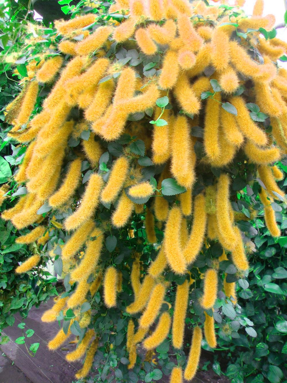 100Pcs Trailing Chenille Plant Seeds Yellow Color Hybrid Perennial Bonsai Hanging Flowers Acalypha H