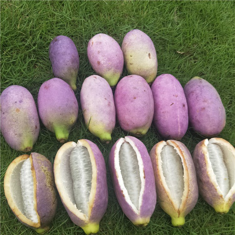 20Pcs Holboellia Latifolia Wall. Fruit Seeds Chines Heirloom Wild Banana Fruits Fresh Garden