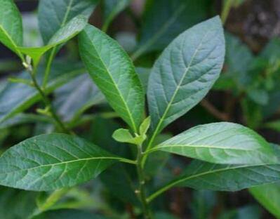50 Pcs Bitter Leaf Seeds Vernonia Amygdalina V023 Highly Useful And Medicinal Fresh Garden