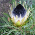 6Pcs Protea Longifolia Stunning Long Leaf Black Sugarbush Very Rare Seeds Fresh Garden