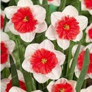 100Pcs Narcissus Flower Balcony Plants Seeds White And Rose Red Centre Flowers Fresh Garden
