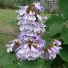 1000Pcs Paulownia Seeds Chinese Royal Paulownia Fast Growing Princess Tree Kiri Fresh Garden