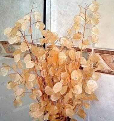 20Pcs Silver Fan Grass Seeds Lunaria Annua Flowers Rare Fresh Garden