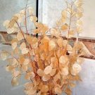 20Pcs Silver Fan Grass Seeds Lunaria Annua Flowers Rare Fresh Garden