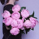 10Pcs Chinese Peony Tree Seeds Light Pink Double Flowers Ball Type Fresh Garden