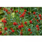 30Pcs Qis Red Gomphrena Seeds Globe Amaranth Flowers Fresh Garden