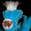 100Pcs Bag Succulent Plant Seeds Flowering Mesembryanthemum Crystallinum Crystalline Ice Plant Fresh