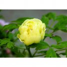 50 Seeds Qiu Huang Ball Typed Yellow Peony Flowers Yellow Double Flowers Fresh Garden