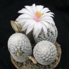 10Pcs Mammillaria Herrerae V.Albiflora Seeds Rare Cactus Plants Fresh Garden
