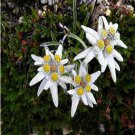 20Pcs 100% Genuine Edelweiss Seeds The Plant Of High Mountain Of New Zealand Fresh Garden