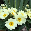 100Pcs Evening Primrose Seeds Light Yellowish White Flowers With Yellow Centre Fresh Garden