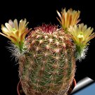 10Pcs Echinocereus Chloranthus V. Cylindricus Seeds Rare Cactus Plants Fresh Garden