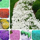 100Pcs Rock Cress Seeds Creeping Thyme Flores Mixed 9 Colors Fresh Garden