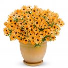 200Pcs Orange Dimorphoteca Sinuata Seeds Annual Namaqualand Daisy Herb Plants Bonai African Daisy Fr