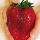 600Pcs Super Giant Japan Red Strawberry Organic Seeds Fresh Garden