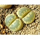100Pcs Lithops Otzeniana Green Attempts Succulents Plants Seeds Fresh Garden