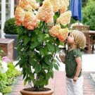 20Pcs Champagne Hydrangea Seeds Ice Cream Light Orange Flowers Fresh Garden