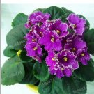 200Pcs African Violet Seeds Purple Damask Petala With White Edge Fresh Garden