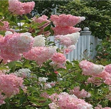 100Pcs Japanese Lilac Hydrangea Flowers Seeds Pink White Flowers Fresh Garden