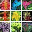100Pcs Japanese Creeper Boston Fern Seeds Mixed 9 Types Fresh Garden