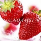 300Pcs Red Strawberry Seeds Giant Juicy Potted Fruit Fresh Garden