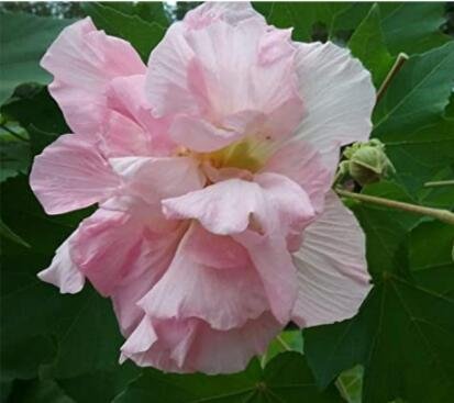 20Pcs Hibiscus Mutabilis Seeds Light Pink Double Flowers Fresh Garden
