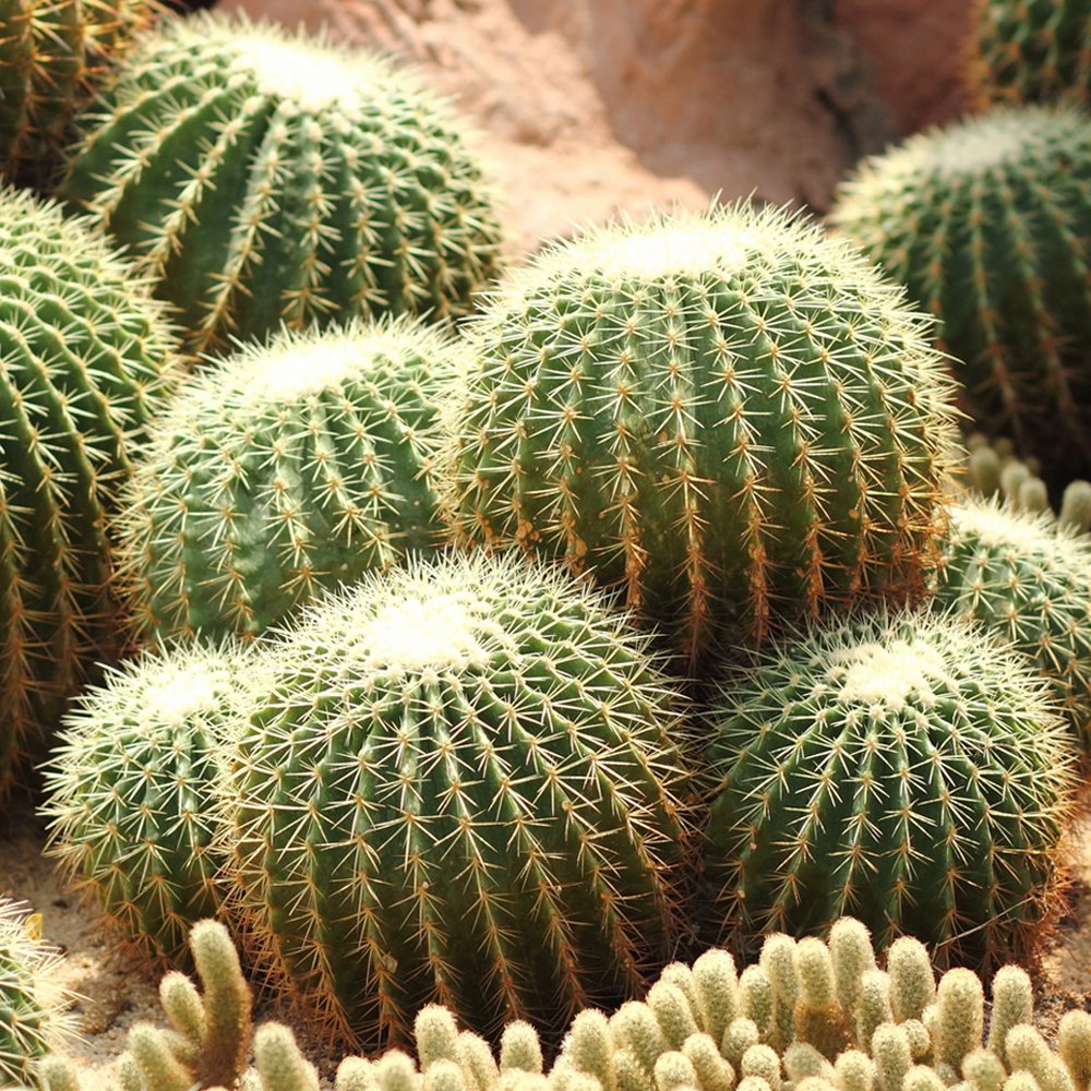 10Pcs Seeds Echinocactus Grusonii Rare Cactus Succulent Plants Fresh Garden