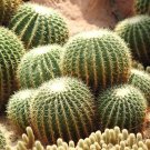 10Pcs Seeds Echinocactus Grusonii Rare Cactus Succulent Plants Fresh Garden