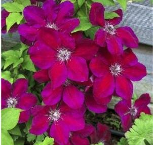 100Pcs Clematis Vine Flower Seeds Purplish Red Color Fresh Garden