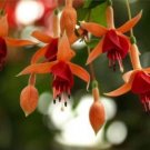 10Pcs Fuchsia Seeds Orange Flowers With Dark Red Centre Flowers Fresh Garden