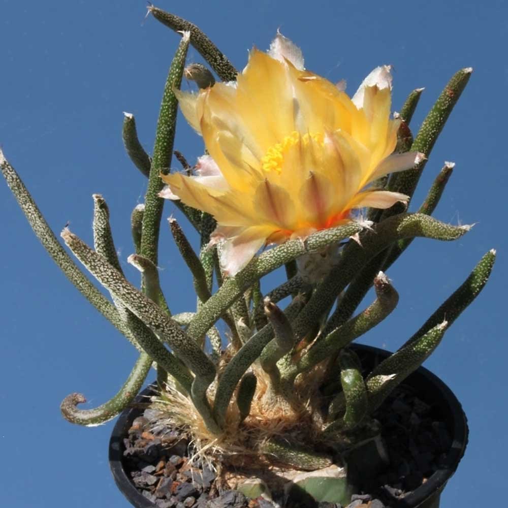 10Pcs Astrophytum Caput Medusae Seeds Rare Cactus Plants Fresh Garden