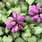 100 Seeds Spotted Deadnettle Lamium Maculatum Purple Lavender Ground Cover Fresh Garden