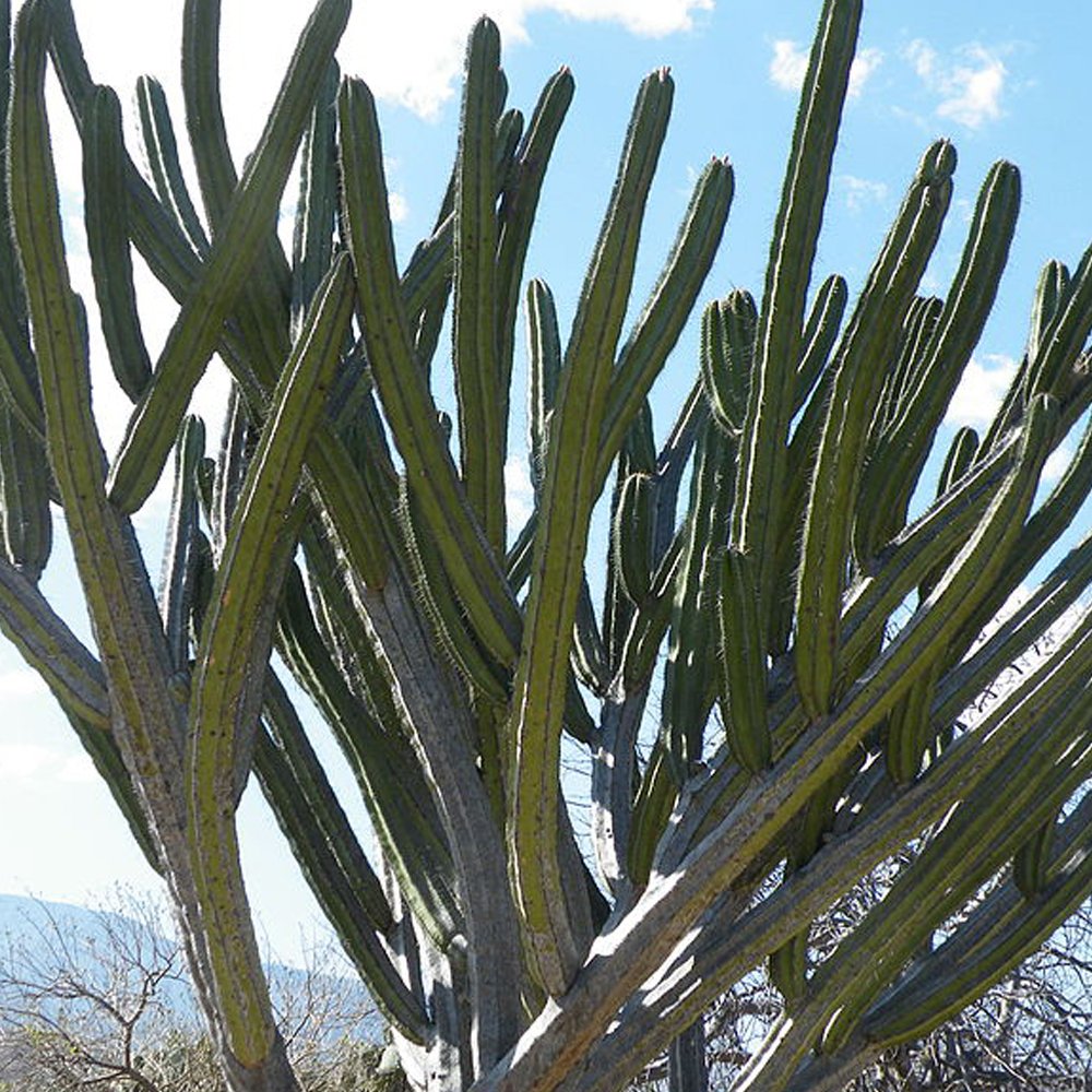 10Pcs Seeds Polaskia Chichipe Rare Cactus Succulent Plants Fresh Garden