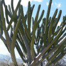 10Pcs Seeds Polaskia Chichipe Rare Cactus Succulent Plants Fresh Garden