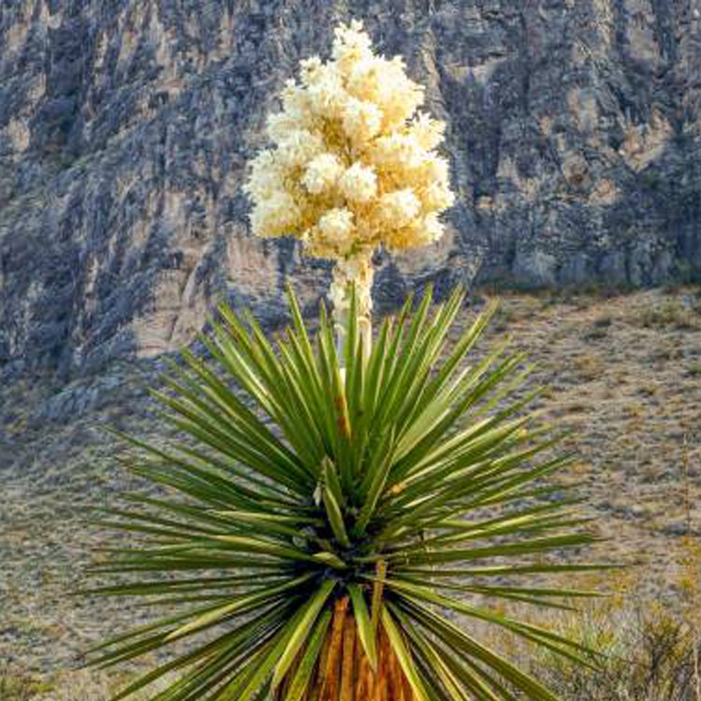 10Pcs Yucca Carnerosana Palm Trees Plants Seeds Fresh Garden