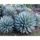 10Pcs Agave Macroacantha Schwarzstachel Leaves Succulent Plant Seeds Fresh Garden