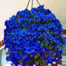 200Pcs Hanging Petunia Flower Seeds Dark Blue Color Fresh Garden